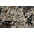 COUTURE 7.10X10.10 52023-3616 CHARCOAL/COPPER-117273815