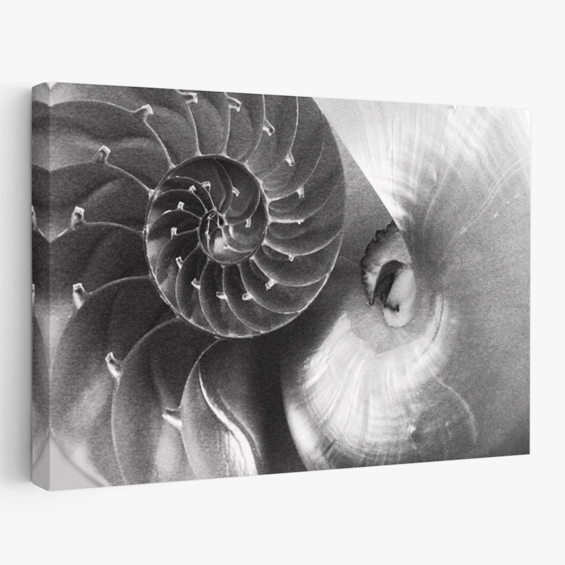 Nautilus côtier Yin Yang, H 24 po x l 16 po
