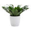 Dracaena Plant in Pot-49662292