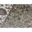 Tapis ivoire et chameau noué à la main de haute qualité