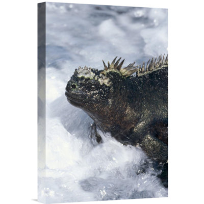 " Marine Iguana In Surf, Punta Espinosa, Galapagos Islands, Ecuador "