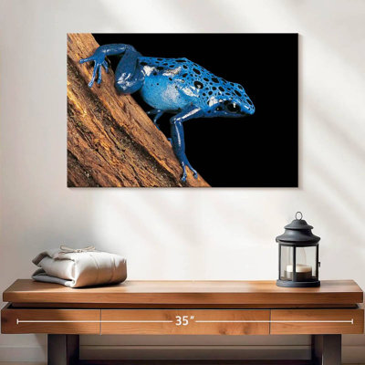 Crowle Poison Arrow Frog