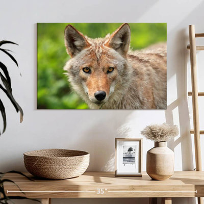 Face Of Coyote