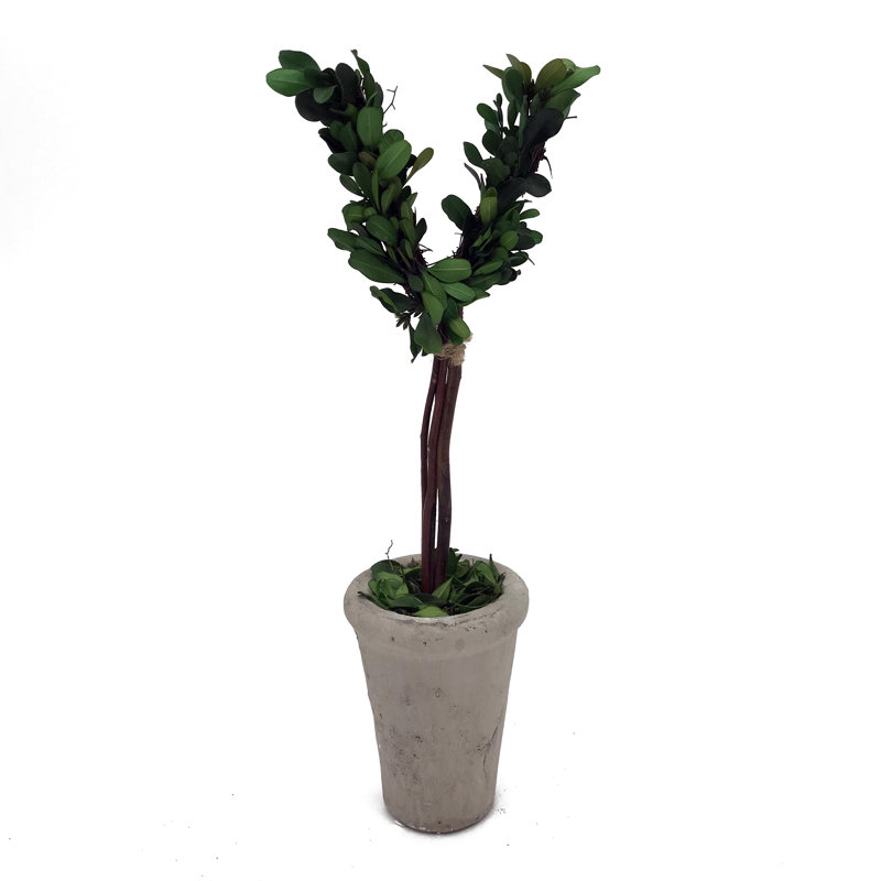 Arbre à lettre V en pot Modern Home Real Preserve