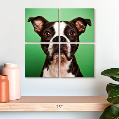 Brampt Attentive Boston Terrier