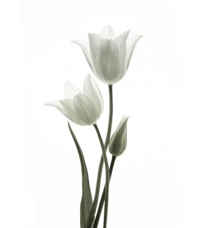 Wrapped Canvas Print, 50.8 cm H x 76.2 cm W