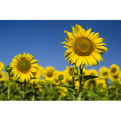 " Sunflower " by Servetdemir2014