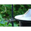 Pagode Nyjer / chardon-285622274