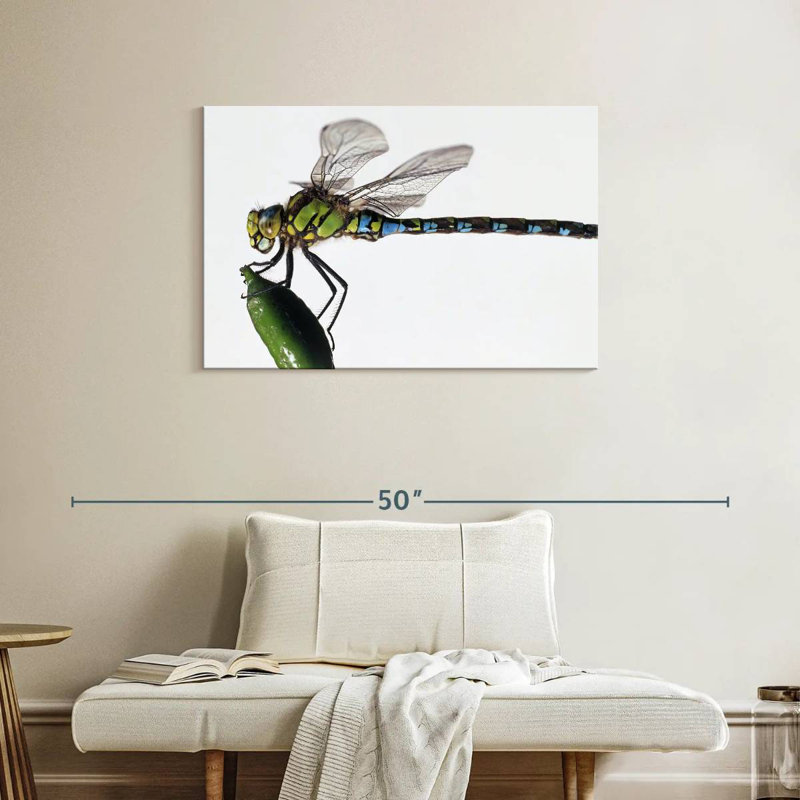 Brampt Green Darner Dragonfly