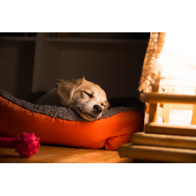 Dog Sleeping In His Bad by Daniel Besic - Wrapped Canvas Print