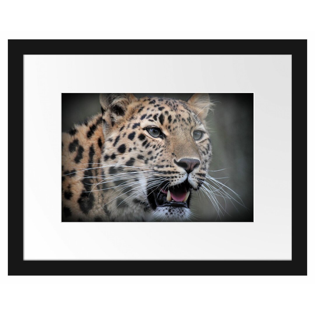 Gerahmtes Poster Ausgewachsener Leopard