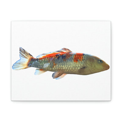 Bay Isle Home Koi Fish Stretched On Canvas Print | Wayfair