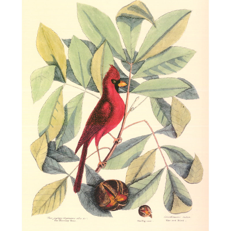 Oiseau rouge et hiccory
