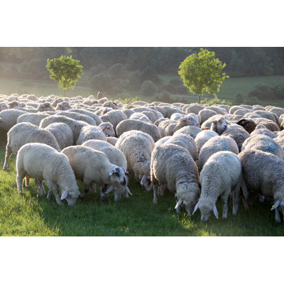 Flock Of Sheep - Wrapped Canvas Print