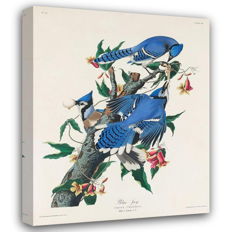 «Lark Manor» Audubon, John James Gallery, art sur toile tendue: Blue Jay, H 34 po x l 28 po