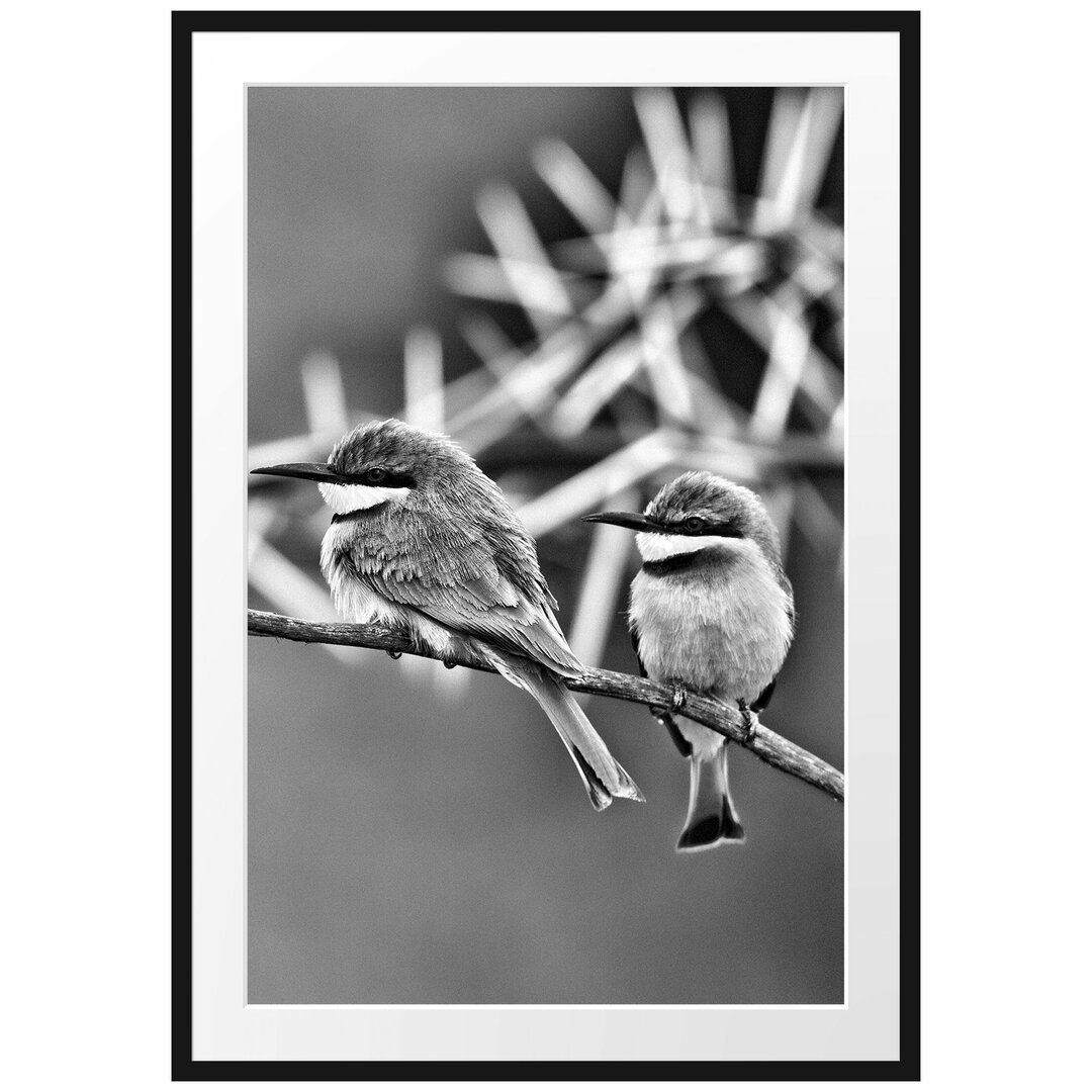 Gerahmtes Poster Exotische Vögel auf Ast