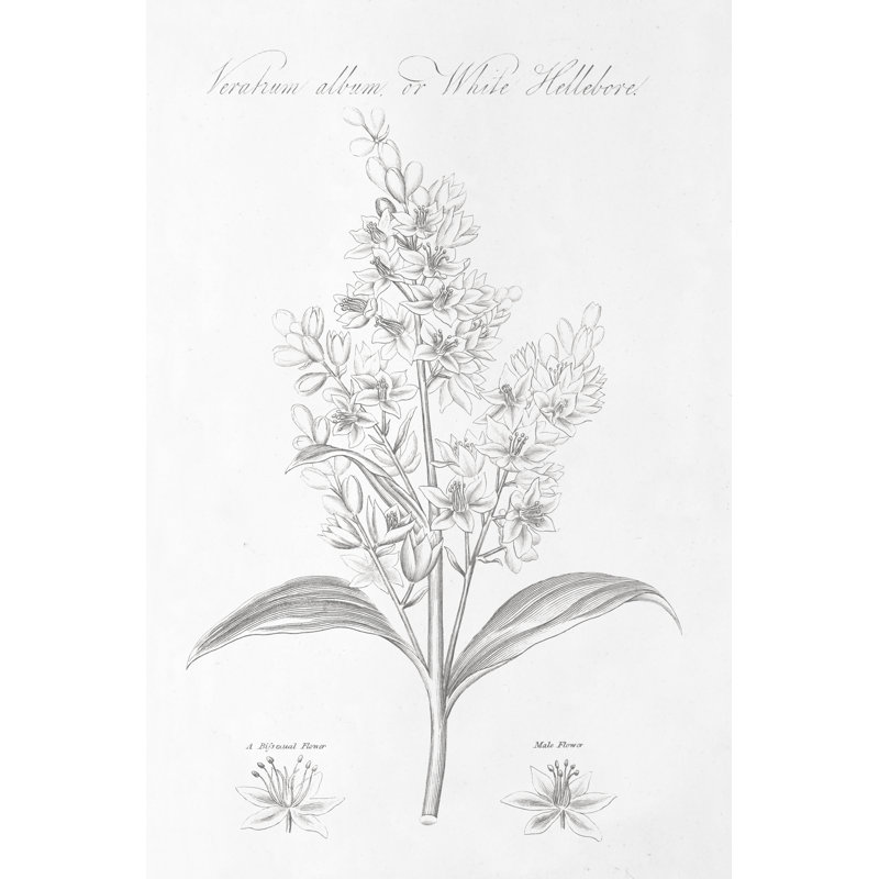 Botany Book XI - Wrapped Canvas Painting, 30cm H x 20cm W x 3.8cm D