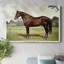 Animals Landscape Series CCVIII-1412867830