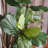 Faux Fiddle Leaf Fig Tree in Resin and Plastic Pot-345646495
