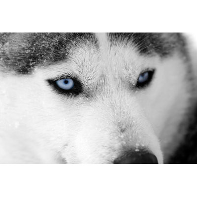 Husky Blue Eyes by Benoitrousseau