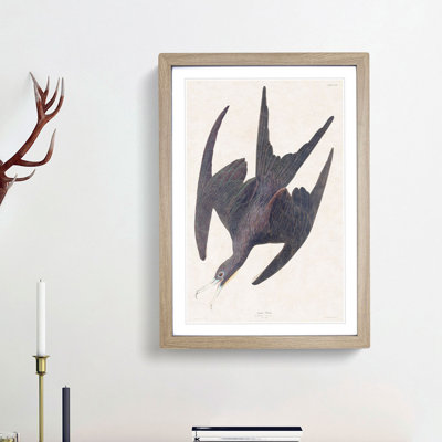 Frigate Pelican by John Audubon - Picture Frame Painting Print