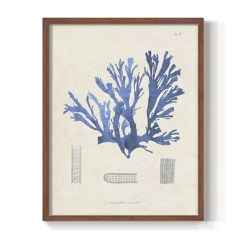 «Blue Marine Algae IX», reproduction encadrée - bois massif, Brun, H 14 po x l 11 po