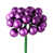 Prune