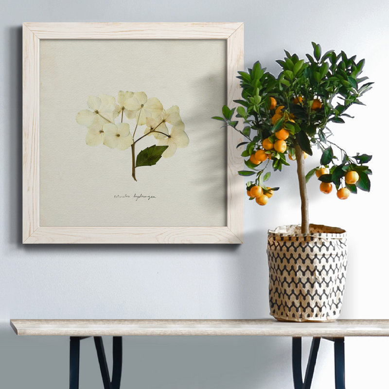 Cornales Hydrangea II - toile encadrée de qualité supérieure - prête à être accrochée, H 35,5 po x l 35,5 po x P 1,5 po