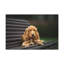 Art mural majestueux cocker-1013286610
