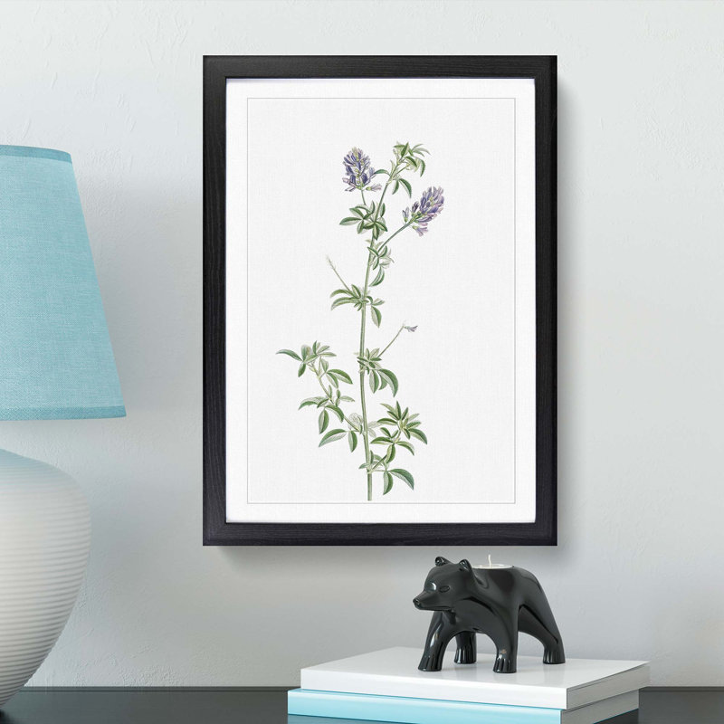 Spanish Clover Flowers by Pierre-Joseph Redoute - Picture Frame Painting Print, 36cm H x 27cm W x 2cm D, Black Framed