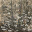 Silent Bloom