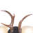 Port Chester 2 - Light Dimmable Vanity Light