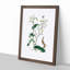 Wild Lettuce Illustration - Framed Print-55612404-55612403