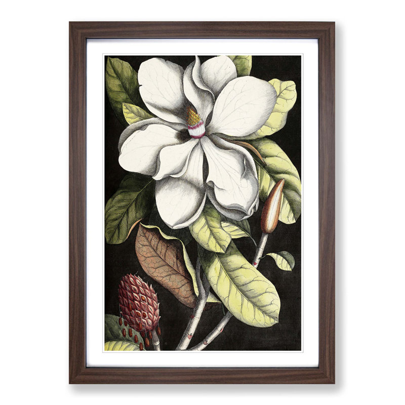 A Laurel Magnolia Tree by Mark Catesby - Picture Frame Painting Print on MDF, Walnut Framed, 65cm H x 48cm W x 2cm D