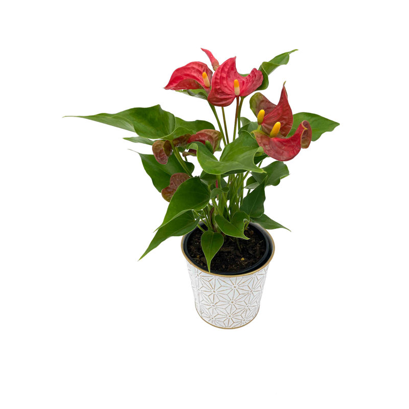 Primrue Burt Live Anthurium Plant in Metal Pot