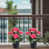 Rose rouge est en rupture de stock