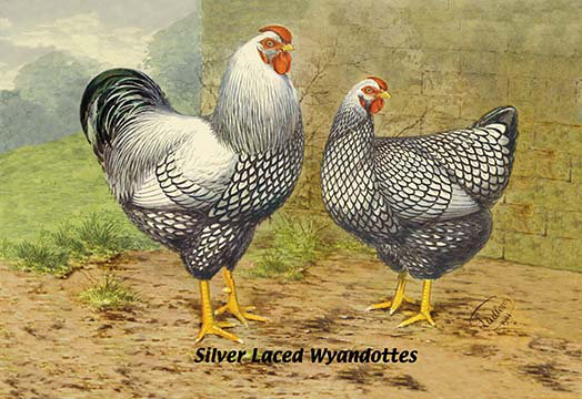 « silver laced wyandottes », impression