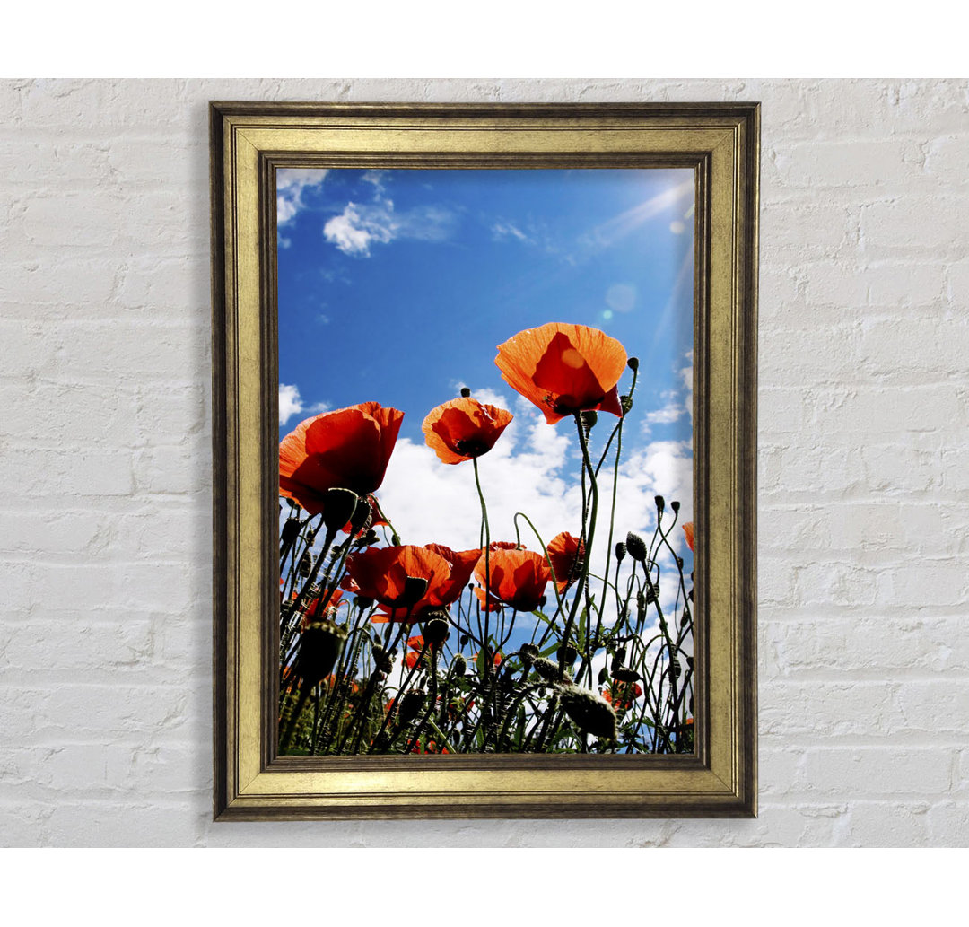 Orange Poppy Skys - Bilderrahmen Kunstdrucke