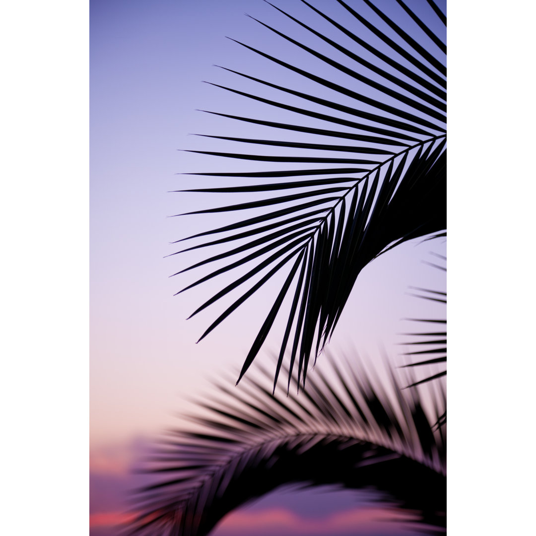 Palm Leaves by Photovideostock - Leinwanddrucke auf Leinwand