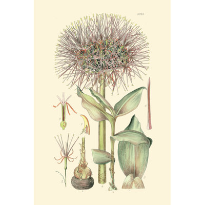 Floral Passion I by Curtis - Wrapped Canvas Art Prints