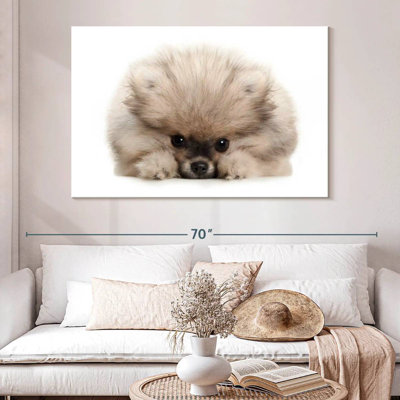 Brampt Pomeranian Acting Cute