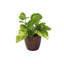 Live Golden Pothos Plant in Classic Pot-49662249