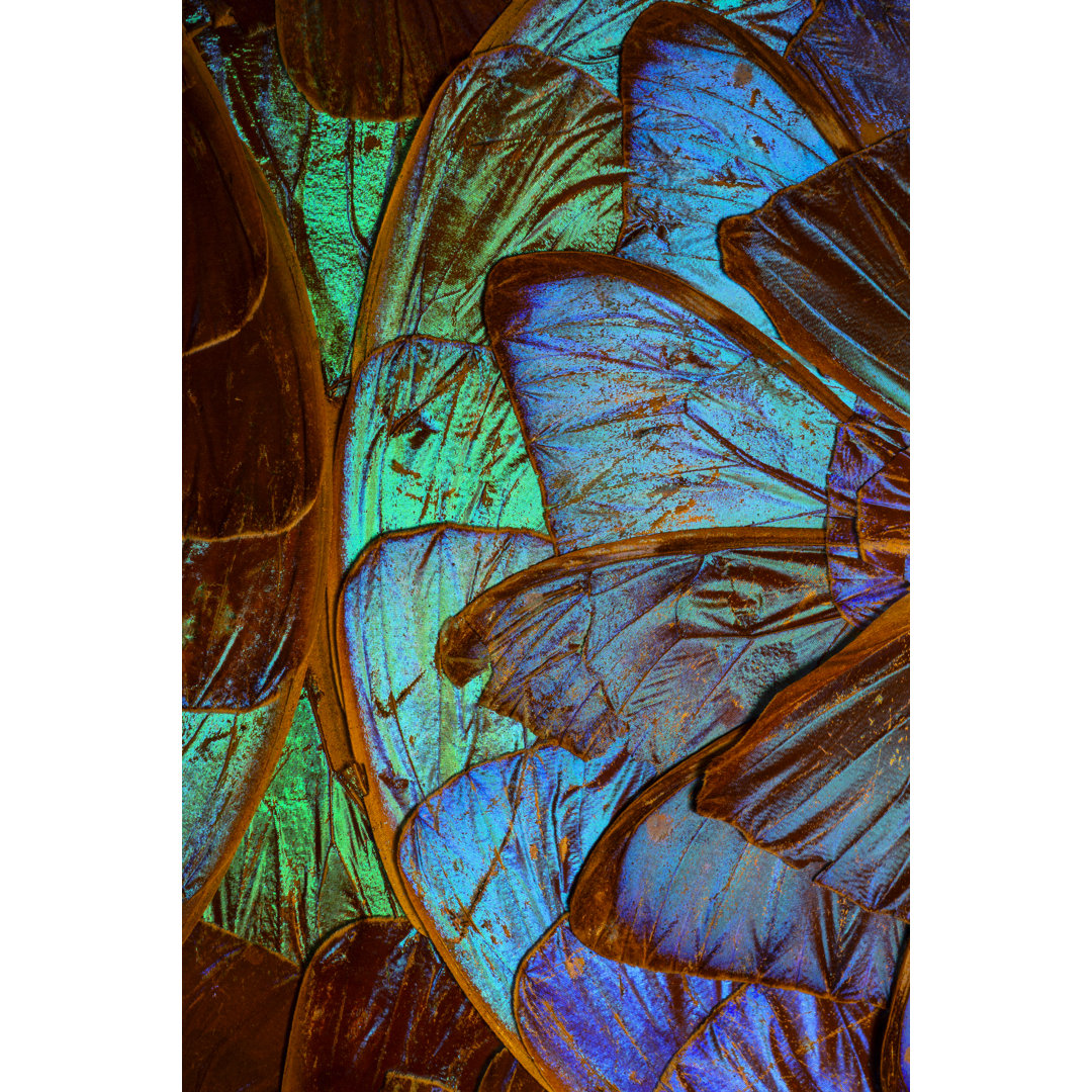 Blue Morpho Butterfly Wings - No Frame Graphic Art auf Leinwand