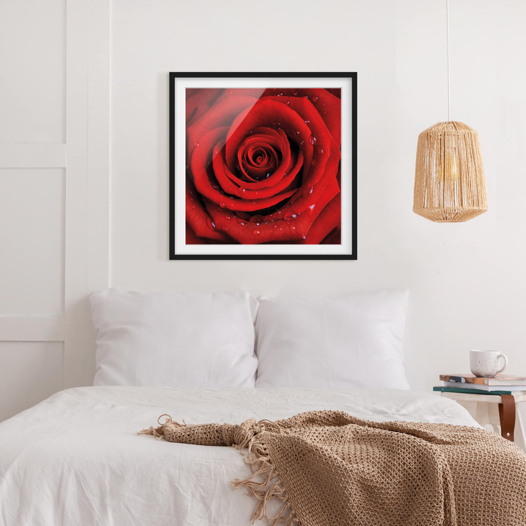 Gerahmtes Papierbild Rote Rose mit Wassertropfen