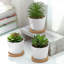15cm Faux Succulent Plant in Ceramic Pot