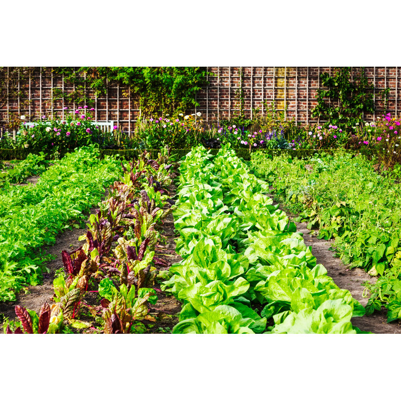 Vegetable Garden by Firina - Wrapped Canvas Print, 30cm H x 46cm W x 3.8cm D
