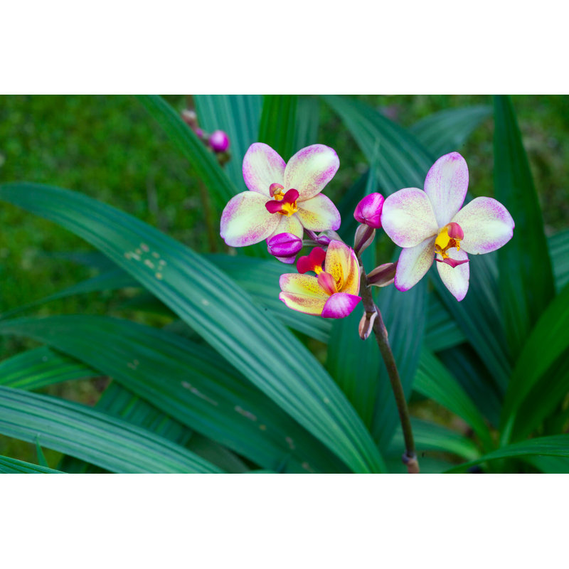 «Ground Orchid» par Mai Sukhothai - photographie sur toile tendue, H 20 po x l 30 po x P 1,25 po
