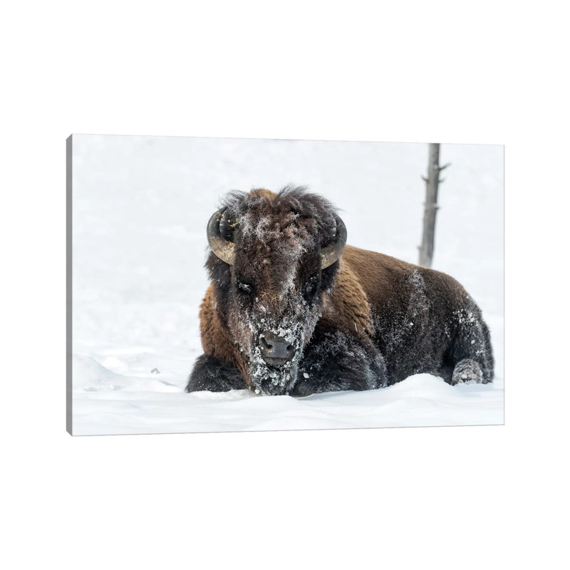 USA, Wyoming, Yellowstone National Park. A Bison Bull Is Covered In Snow After Foraging For Grass. by Ellen Goff - Wrapped Canvas Print