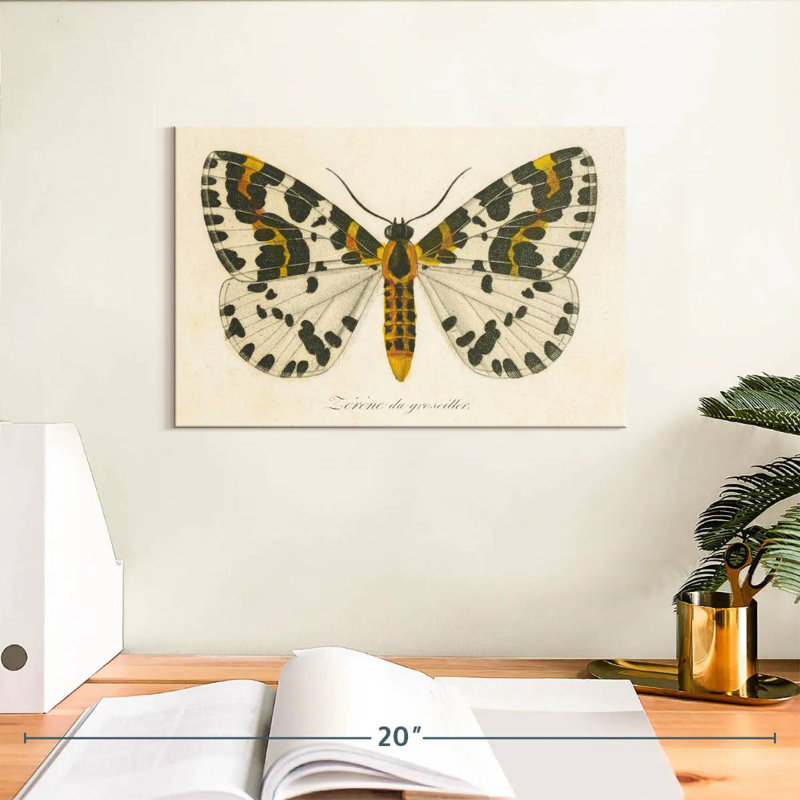 Brampt natures papillon IV, H 8 po x l 12 po