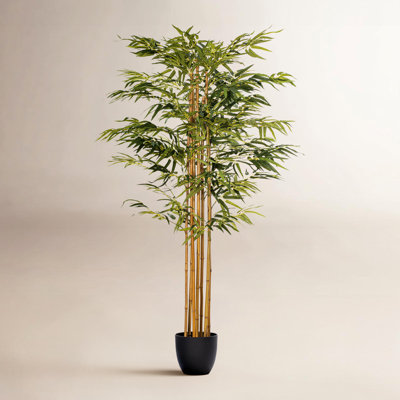 72" Tree in Pot